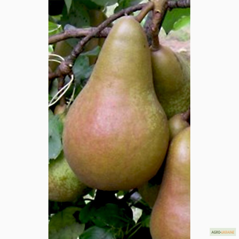 Фото 2. Саженцы яблони и груши оптом от производителя