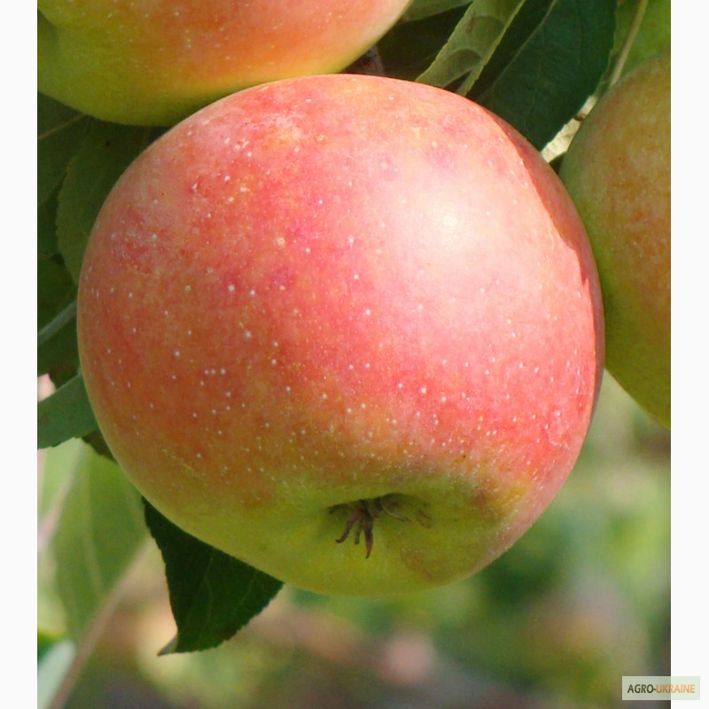 Фото 4. Саженцы яблони и груши оптом от производителя