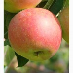 Саженцы яблони и груши оптом от производителя