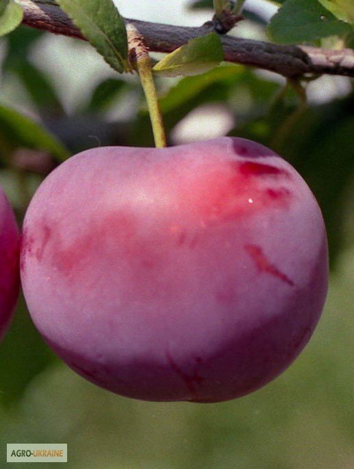 Фото 6. Саженцы яблони и груши оптом от производителя