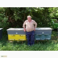 Пчелосемьи, рамка дадана, г. Кобеляки, Полтавской обл