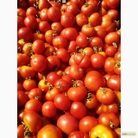 Продам помидоры грунтовые оптом