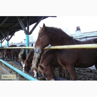 Сено луговое, люцерны для лошадей. Доставка бесплатная по Украине