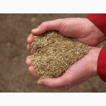 Продам Канадский ярый трансгенный сорт твердой пшеницы RAINY