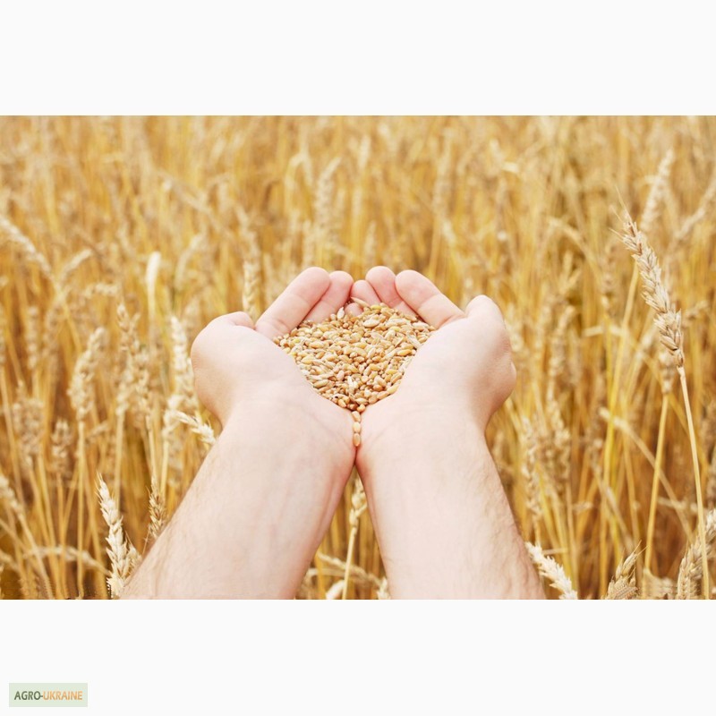 Фото 4. Продам Канадский ярый трансгенный сорт твердой пшеницы RAINY