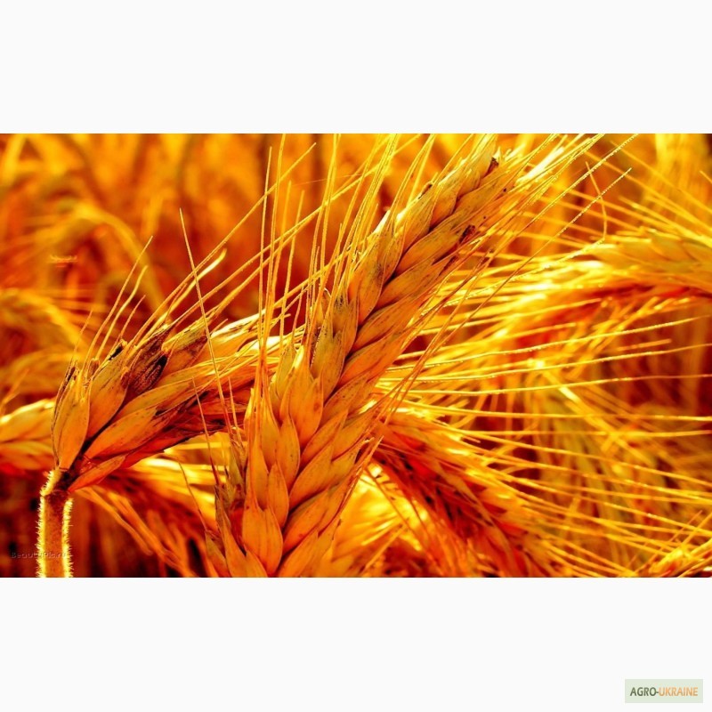 Фото 2. Продам Канадский ярый трансгенный сорт твердой пшеницы RAINY