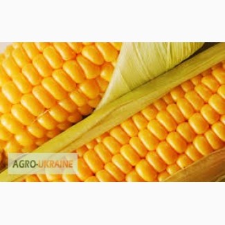 Закупаем ячмень, кукурузу, пшеницу оптом, Украина