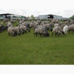 Продам молодых овечек Романовской породы