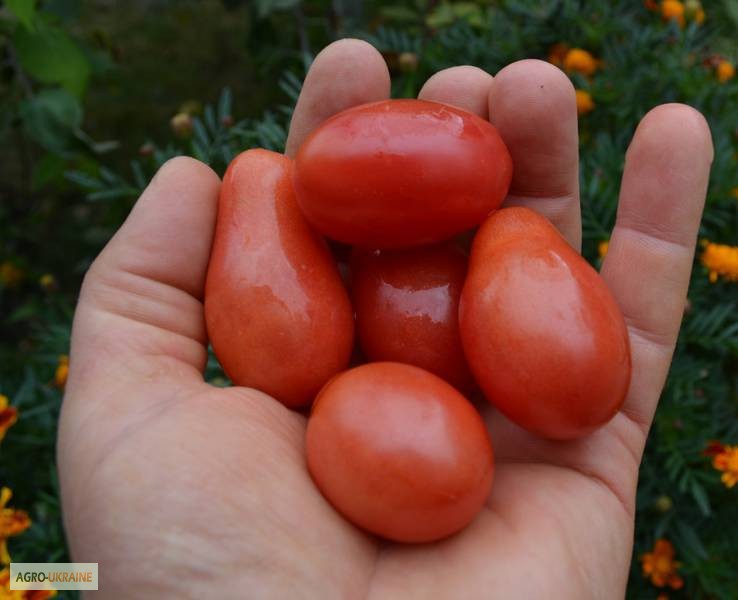 Фото 2. Насіння помідорів власного вирощування