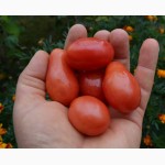 Насіння помідорів власного вирощування