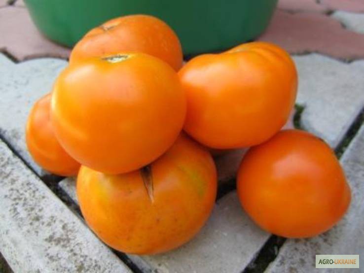 Фото 3. Насіння помідорів власного вирощування