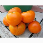 Насіння помідорів власного вирощування