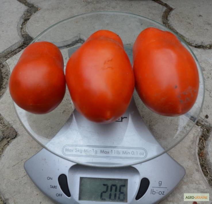Фото 4. Насіння помідорів власного вирощування