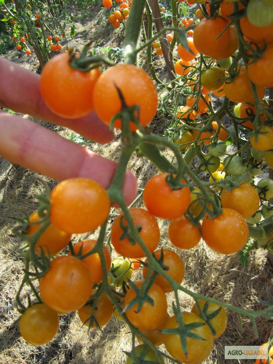 Фото 5. Насіння помідорів власного вирощування