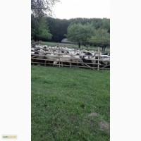 Продам 330 овец живым весом