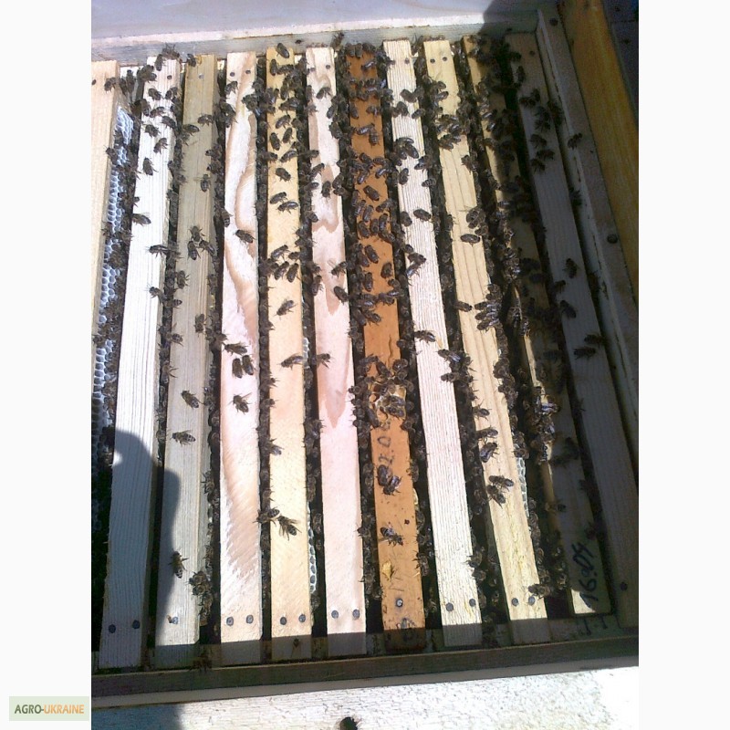 Фото 3. Матки Пчелопакеты, бджолопакети, с доставкой