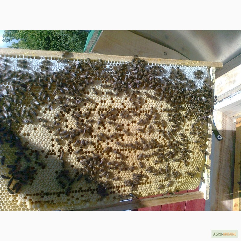 Фото 4. Матки Пчелопакеты, бджолопакети, с доставкой