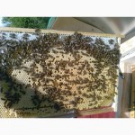 Матки Пчелопакеты, бджолопакети, с доставкой