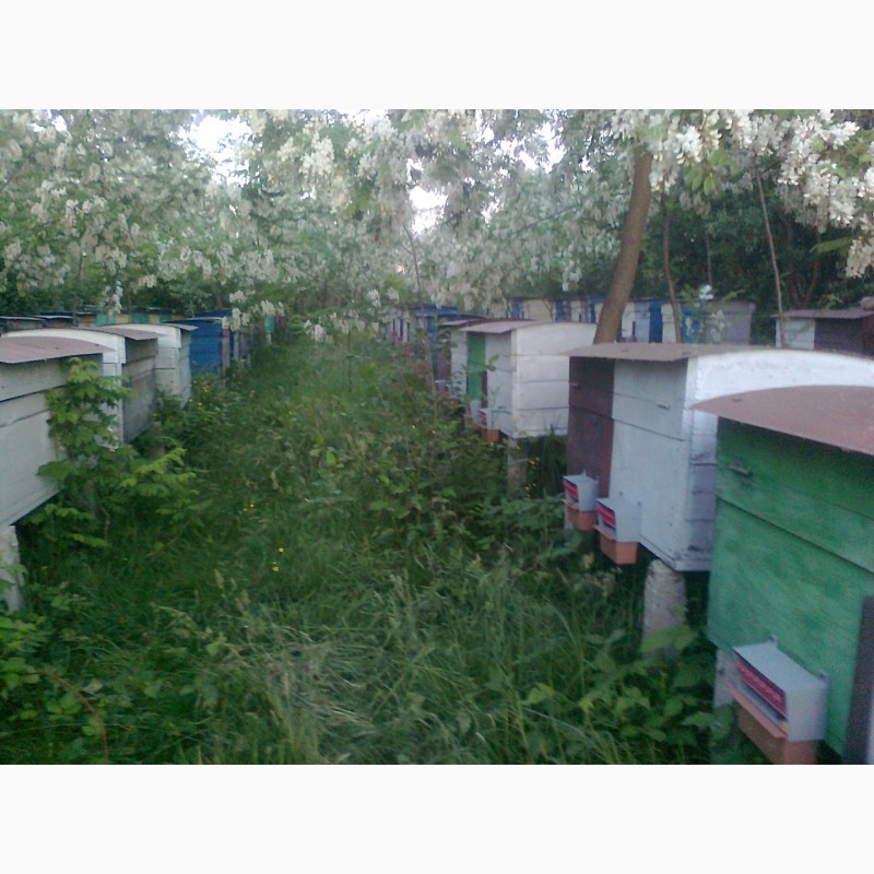 Фото 2. Матки Пчелопакеты, бджолопакети, с доставкой