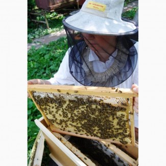 Продам повноцінні бджолопакети