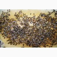 Продам повноцінні бджолопакети