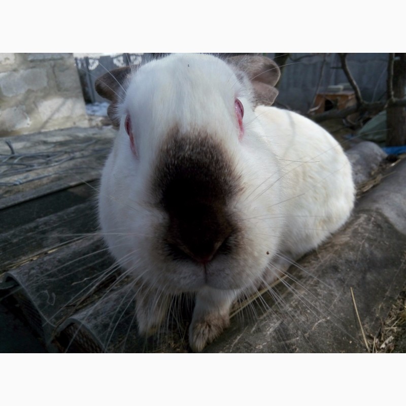 Фото 4. Продам кроликов калифорнийской породы разного возраста