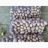 Продам картофель несколько сортов от поставщика с 20 тонн