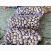 Продам картофель несколько сортов от поставщика с 20 тонн