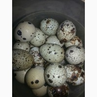 Инкубацыоные яйца перепелов