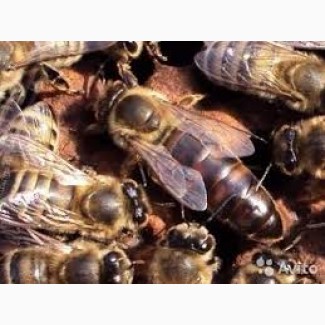 Продам пчелоломатки карпаткы, отправка по Украине, Тысменица