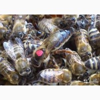 Продам пчелоломатки карпаткы, отправка по Украине, Тысменица