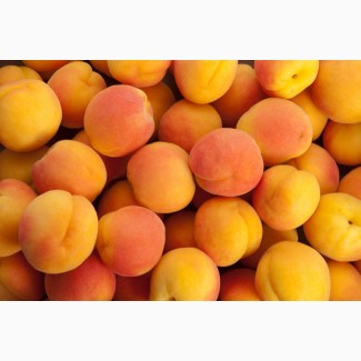Продаем абрикосы нового урожая