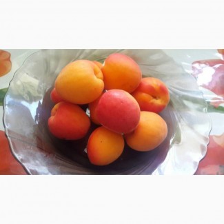 Продам саджанці абрикосу сорт Цунамі