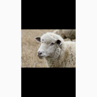 Продам вівці романівської породи (барани)