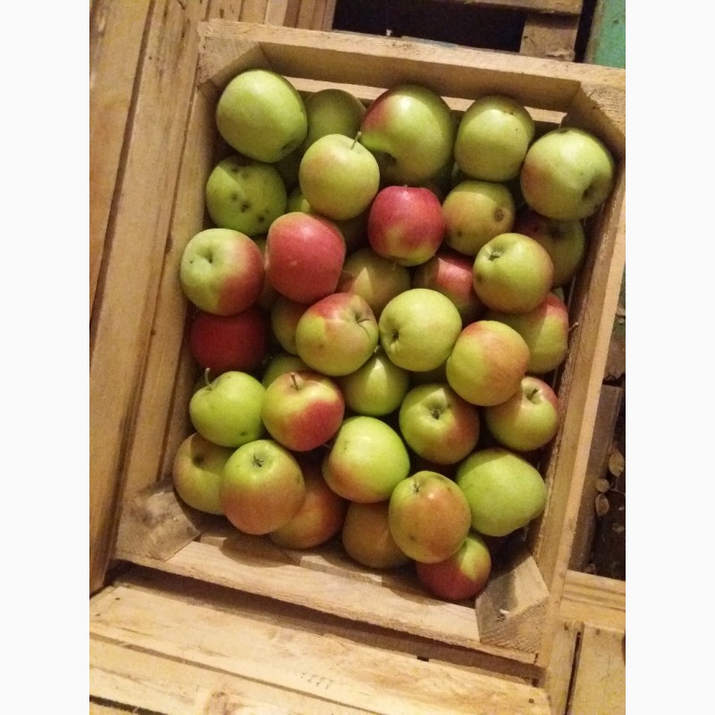 Фото 2. Продам яблука з власного саду