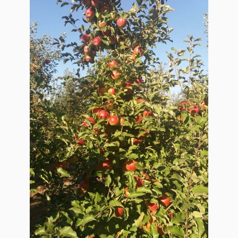 Фото 3. Продам яблука з власного саду