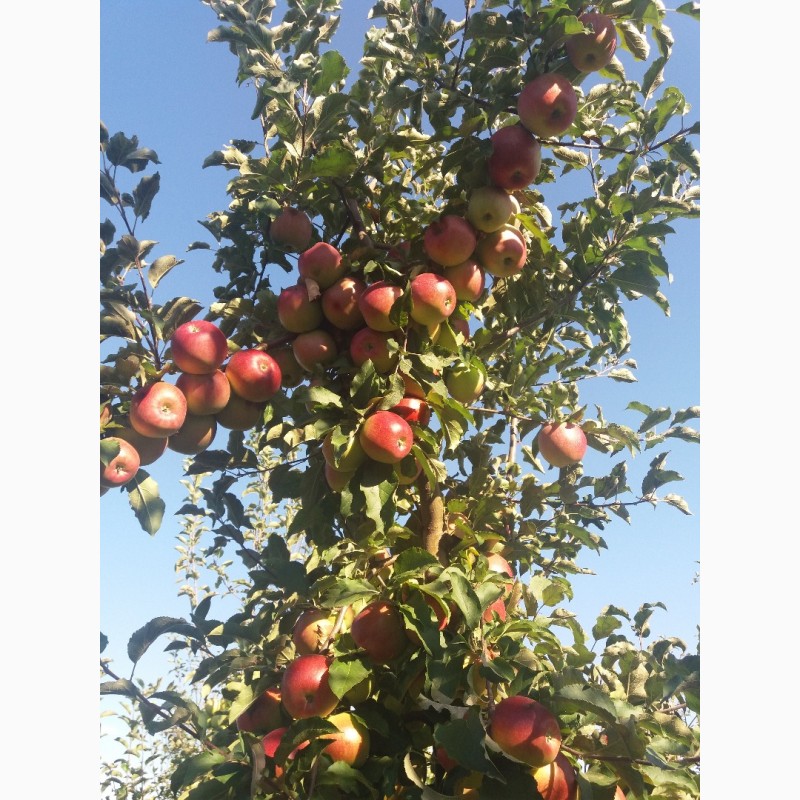 Фото 7. Продам яблука з власного саду