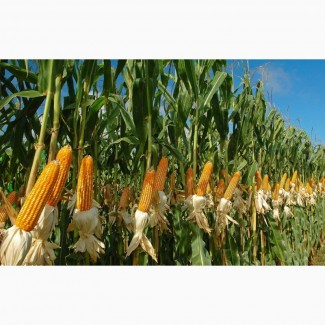 Куплю кукурузу с поля