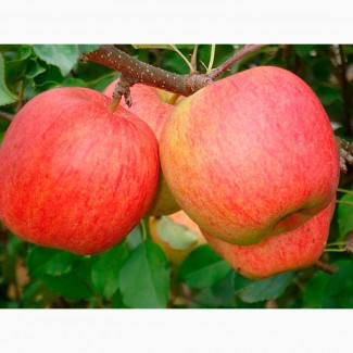 Продам яблука сортів Флоріна, Джонаголд Декоста
