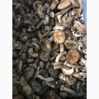 Продам заморожені гриби опеньки