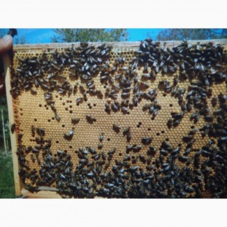 Продам бджолопатети