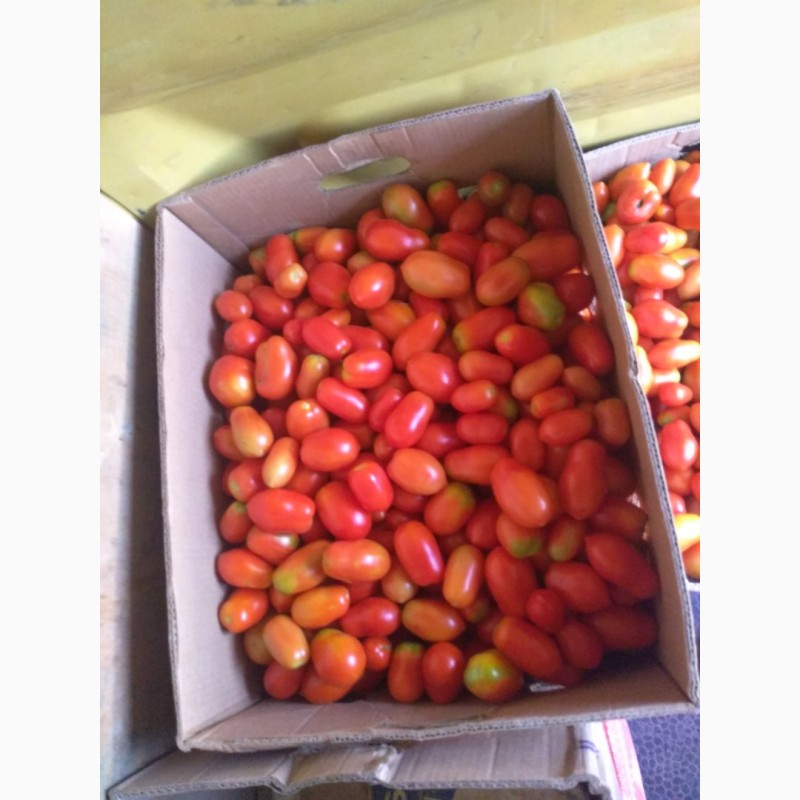 Фото 5. Продам помідори