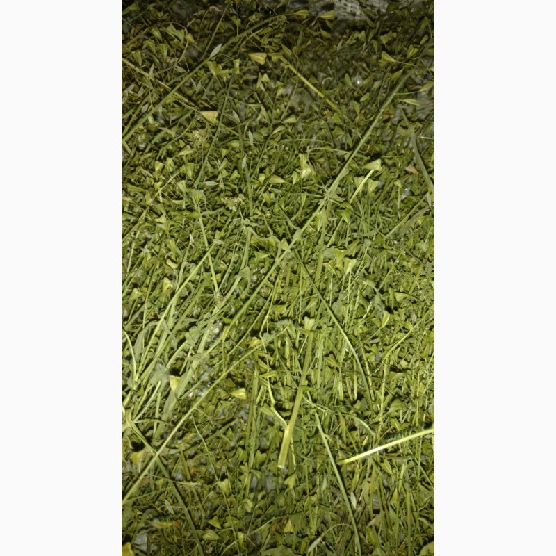 Фото 2. Продам траву материнки, траву грицики, траву розхідника
