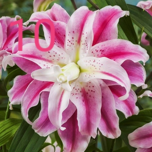Фото 10. Махровые лилии заказ весна 2020