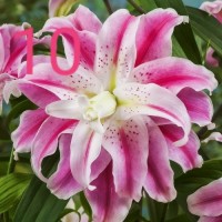 Махровые лилии заказ весна 2020