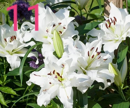 Фото 11. Махровые лилии заказ весна 2020