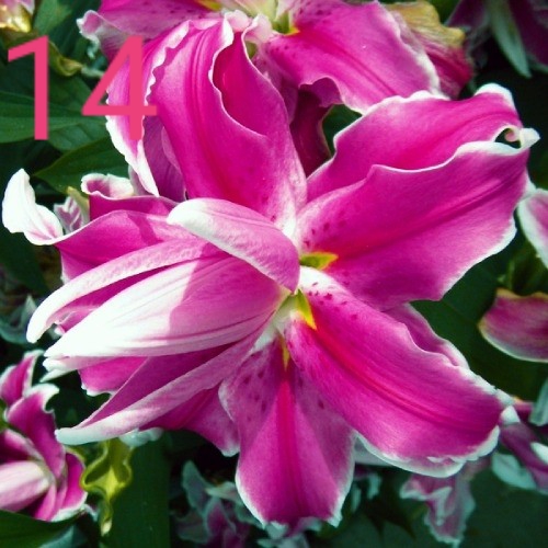 Фото 14. Махровые лилии заказ весна 2020