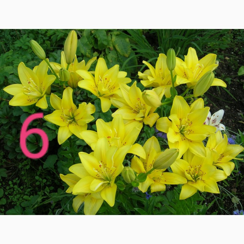 Фото 6. Махровые лилии заказ весна 2020
