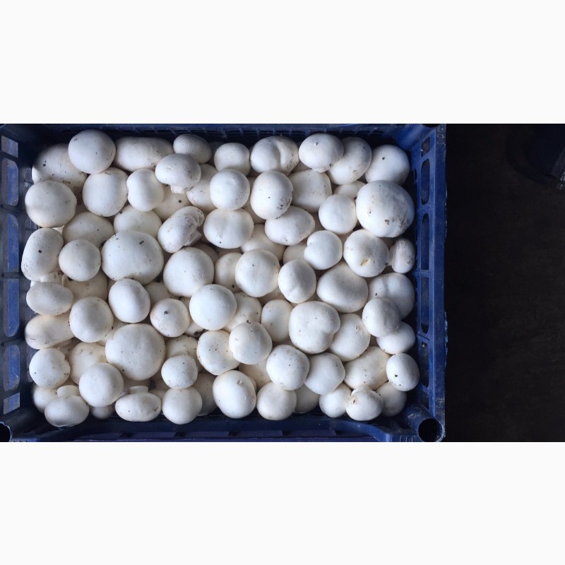 Фото 3. Продам грибы шампиньоны с грибной фермы