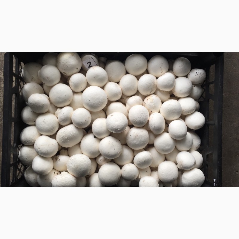 Фото 6. Продам грибы шампиньоны с грибной фермы